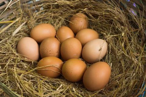 Eggs Stock Photos
