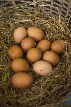 Eggs Stock Photos
