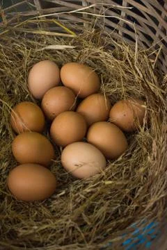 Eggs Stock Photos
