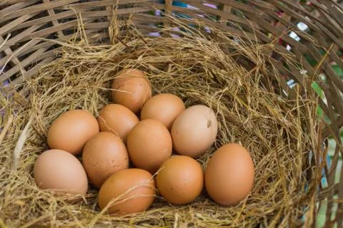 Eggs Stock Photos