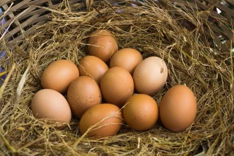 Eggs Stock Photos
