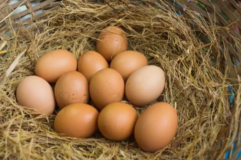 Eggs Stock Photos