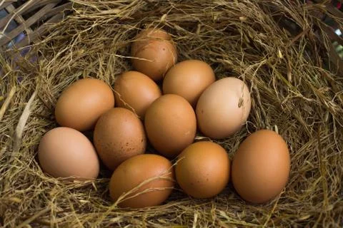 Eggs Stock Photos