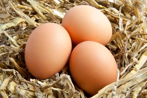 Eggs Stock Photos