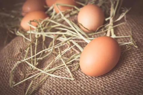 Eggs Stock Photos