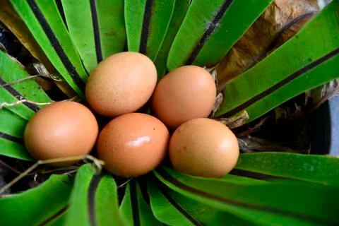Eggs Stock Photos