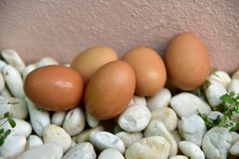 Eggs Stock Photos