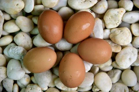Eggs Stock Photos