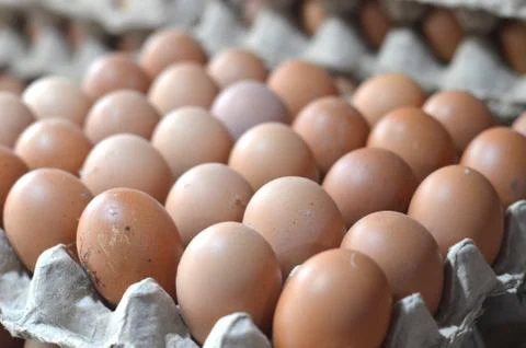 Eggs Stock Photos