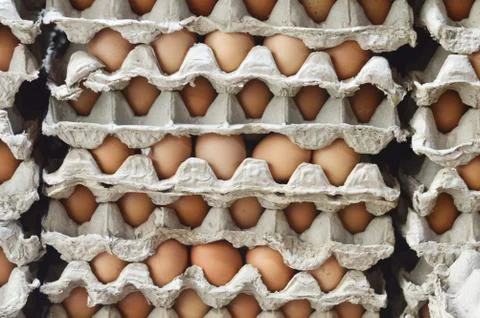 Eggs Fotos Stock