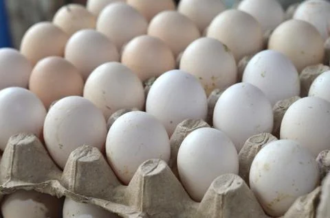 Eggs 库存照片
