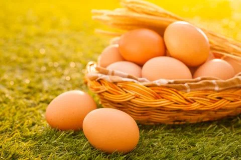 Eggs Stock Photos