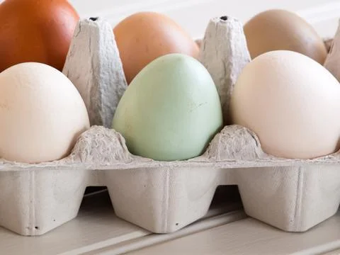 Eggs Stock Photos