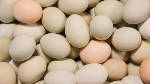 Eggs Stock Photos