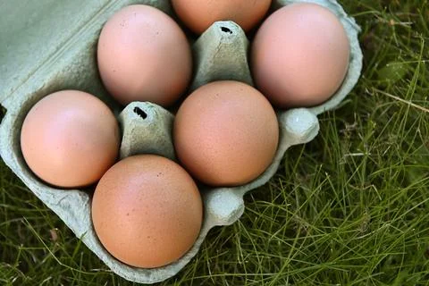 Eggs Fotos de archivo