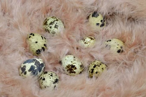 Eggs in a pink feather Stock Photos