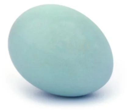 Eggs of pond heron Stock Photos