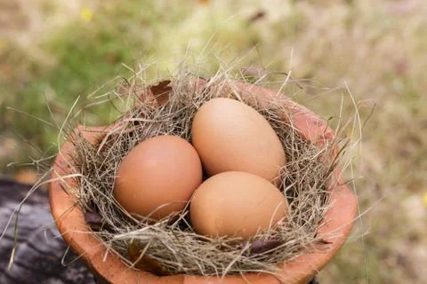 Eggs in pottery Stock Photos