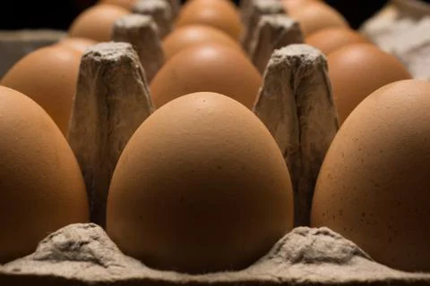 Eggs poultry concept. Stock Photos
