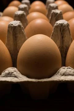Eggs poultry concept. Stock Photos