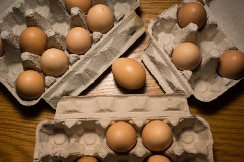 Eggs poultry concept. Stock Photos