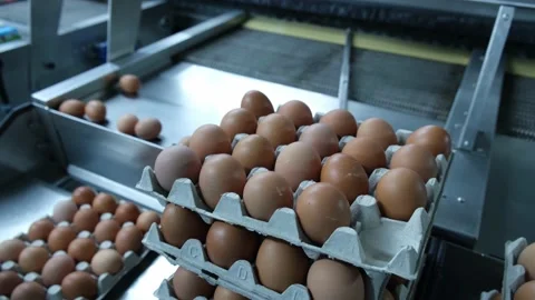 Eggs production and processing farm. Details with factory processing lines. Video stock 164371438