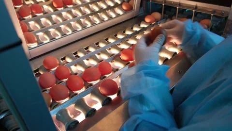 Eggs production and processing farm. Details with factory processing lines. Video stock 164371439