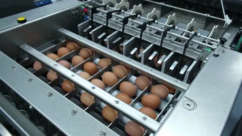 Eggs production and processing farm. Details with factory processing lines. Video stock 164371440