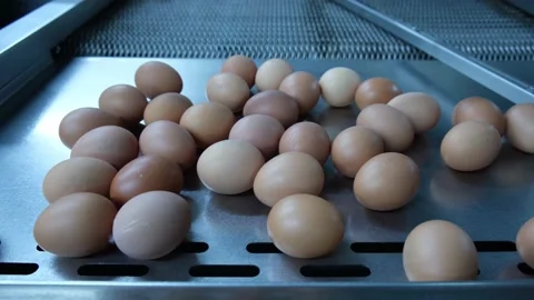 Eggs production and processing farm. Details with factory processing lines. Video stock 164371441