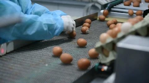 Eggs production and processing farm. Details with factory processing lines. Video stock 164371451