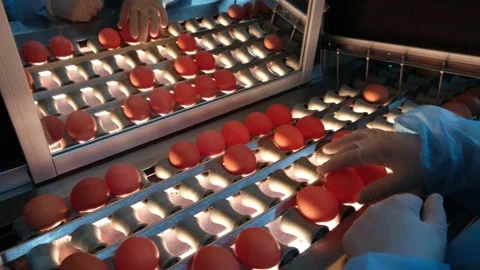 Eggs production and processing farm. Details with factory processing lines. Video stock 164371455
