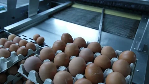 Eggs production and processing farm. Details with factory processing lines. Video stock 164371467