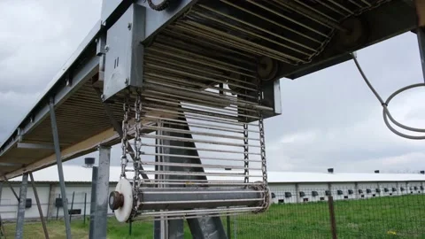 Eggs production and processing farm. Details with factory processing lines. Video stock 164371486