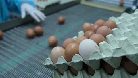 Eggs production and processing farm. Details with factory processing lines. 스톡 동영상 164371489