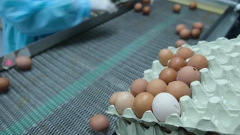 Eggs production and processing farm. Details with factory processing lines. Video stock 164371490