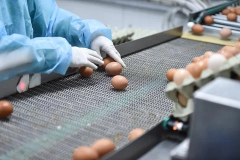 Eggs production and processing farm. Details with factory processing lines. 스톡 사진