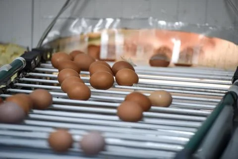 Eggs production and processing farm. Details with factory processing lines. 스톡 사진
