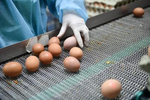 Eggs production and processing farm. Details with factory processing lines. 스톡 사진