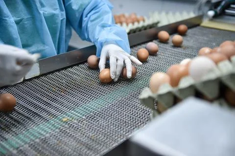 Eggs production and processing farm. Details with factory processing lines. 스톡 사진