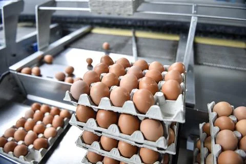 Eggs production and processing farm. Details with factory processing lines. 스톡 사진