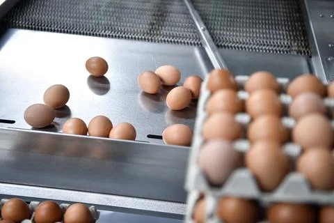 Eggs production and processing farm. Details with factory processing lines. Stock Photos