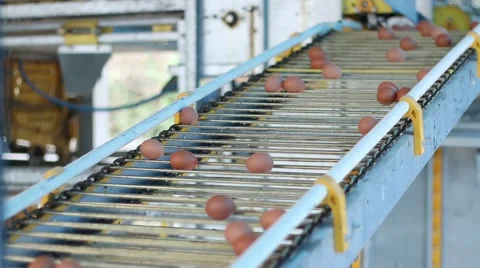 Eggs production 库存影片 51217486