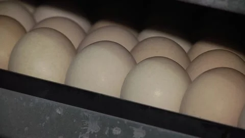 Eggs production incubator inside. Poultry farm Stock Footage 122625812