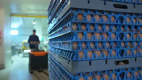 Eggs Production Line Stock Footage 106871386