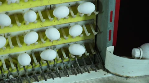 Eggs production line inside poultry farm Stock Footage 62395437