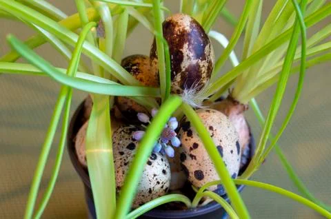 Eggs from quail between the bulbs of a spring flower. Stock Photos