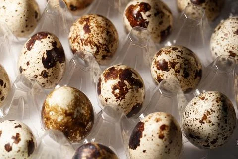 Eggs of quail in protective packaging Stock Photos