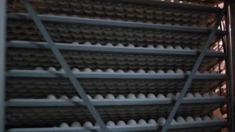 Eggs rack, eggs shelves in an incubator Stock Footage 103188728