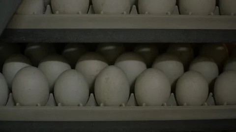 Eggs rack, eggs shelves in an incubator Stock Footage 103188805