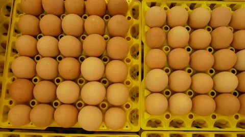 Eggs On Racks Stock-Footage 158909260